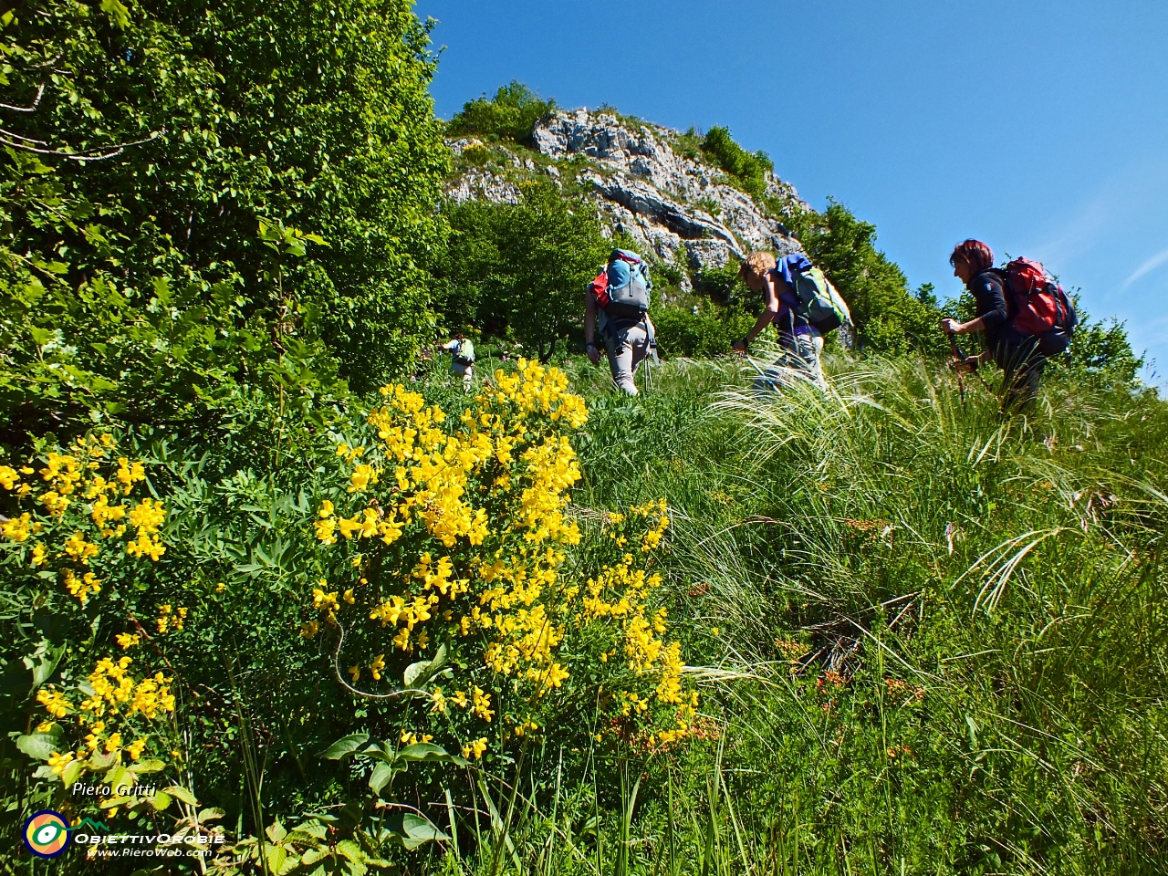 13 fiori di ginestra....JPG